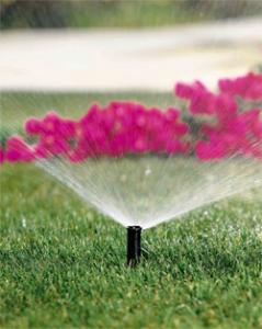 a rainbird sprinkler head installed by our Homestead irrigation repair techs